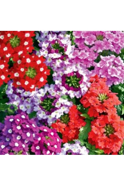 Verbena hybrida